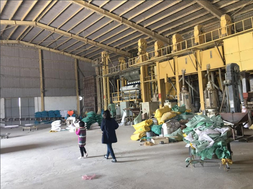 nhà máy sản xuất gạo ST25